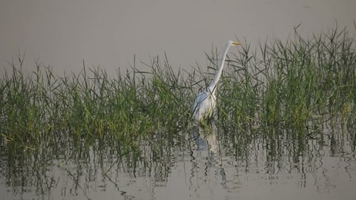 Weißreiher auf einem Mann Sagar Lake