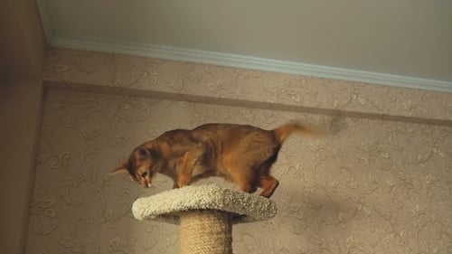 Abyssinian Cat Playing