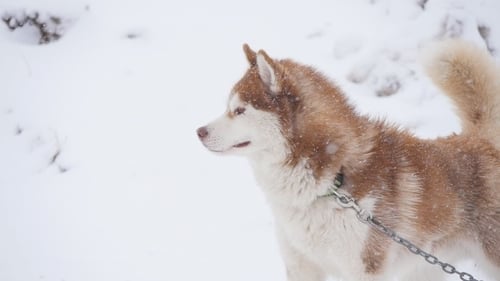 Husky Dog Standing in the Snow in Winter