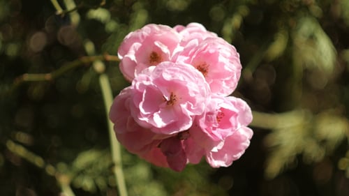 Cluster of Pink Roses Swaying in the Sunlight