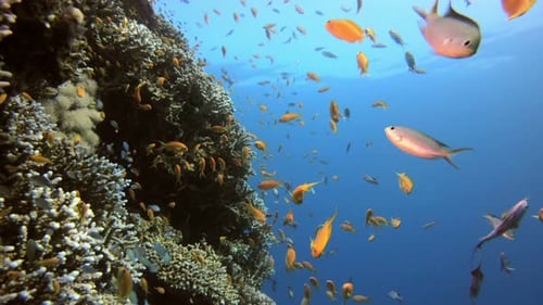 Reef Coral Scene