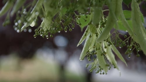 Wet Green Leaves With Rain Drops