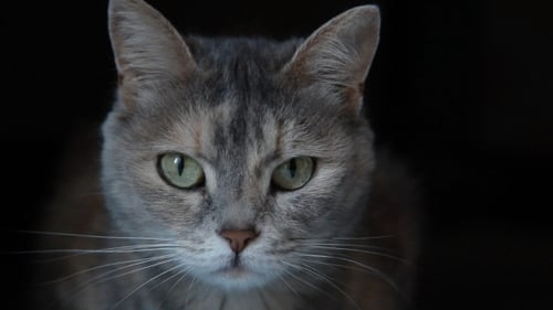 Close Up of a Grey Tabby Cat at Night