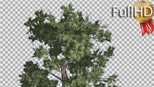 Sample Conifer Pinophyta Tall Strong Tree
