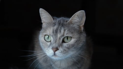 Gray Tabby Cat with Green Eyes Close Up