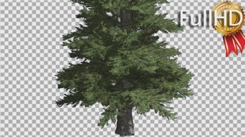 Norwegische Fichte Picea Abies Stamm und Zweige