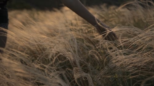 Gentle Touch The Feather Grass