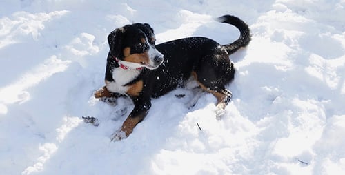 Dog in the Winter Forest