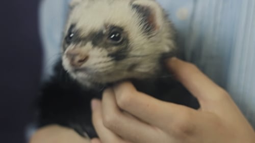 Le furet mange de la main de l'enfant