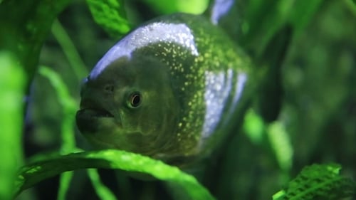 Piranha nageant dans un aquarium