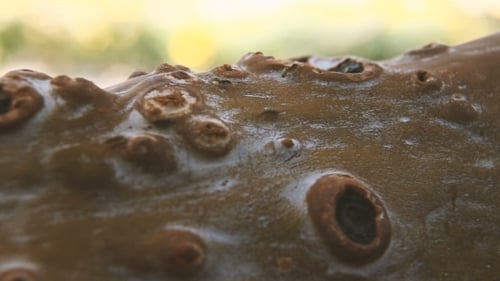 Close Up of Tree Branch with Textured Bark