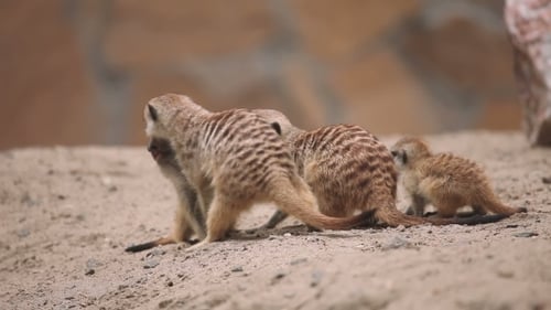 Erdmännchen-Familie, die im Freien spielt