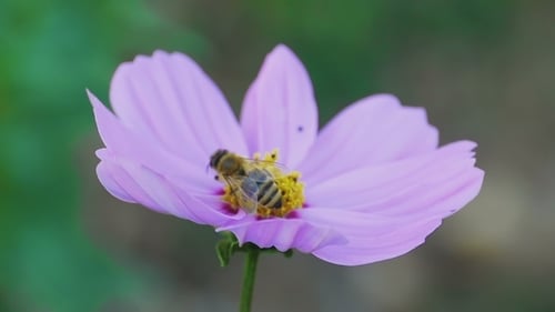 Biene auf Kosmos-Blume