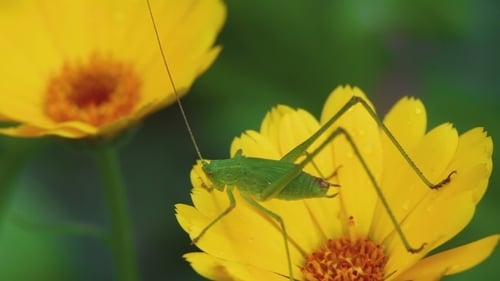 Green Grasshopper On Calendula Flower