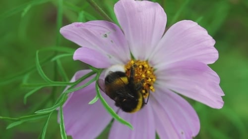 Hummel auf Kosmos-Blume
