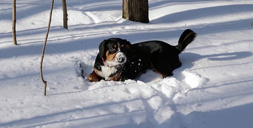 Dog in the Winter Forest