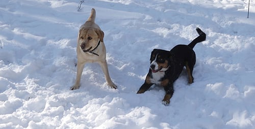 Two Dogs in the Winter Forest