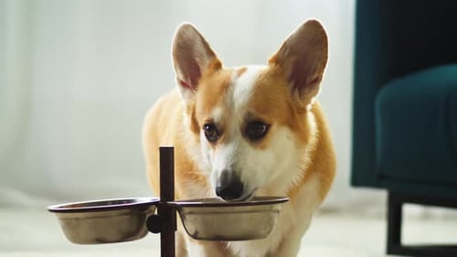 Corgi Puppy Drinks Water from Metal Bowl