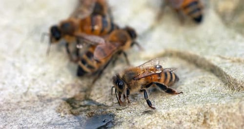 European Honey Bee, apis mellifera, Bees drinking Water on a Stone, Normandy, Real Time 4K