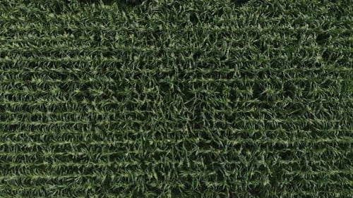 Aerial View of a Green Corn Field. The Camera Flies Sideways Over the Cornfield. Top View