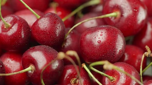 Pile of fresh, wet cherries