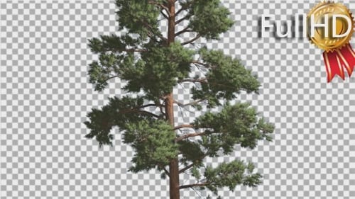 Swaying Vertical Pine Tree Alpha Channel Animation