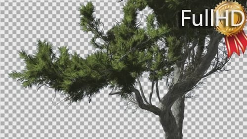 Monterey Cypress Curved Trunk and Branches