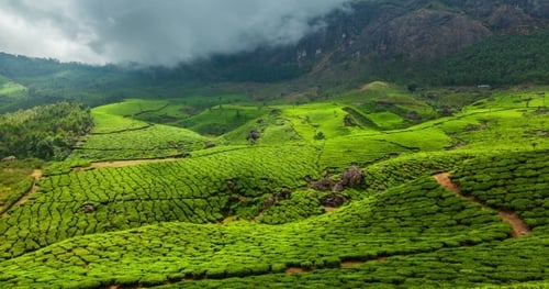 Plantations de thé vert à Munnar, Kerala, Inde