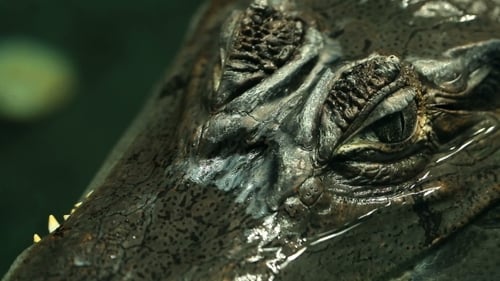 Großes Krokodil im Wasser