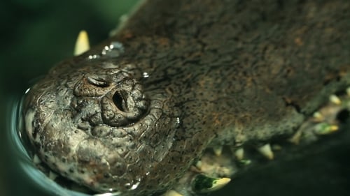 Alligator est un gros crocodile dans l'eau