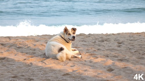 Hund am Strand Auf See