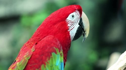 Vibrant Parrot Perched on Branch in the Jungle