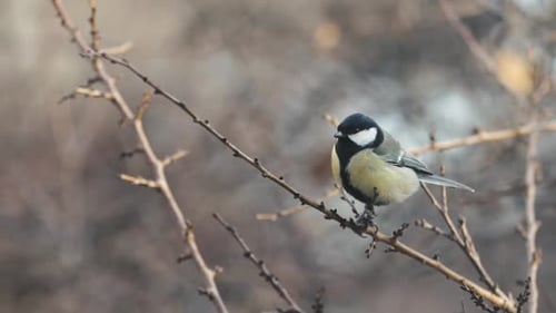 Small Bird Tit on the Tree Branch