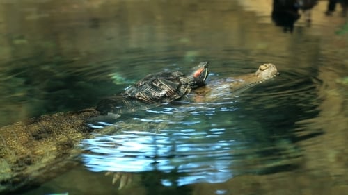 Schildkröte kriecht auf einem Krokodil
