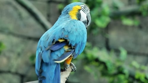 Blue And Yellow Macaw Resting