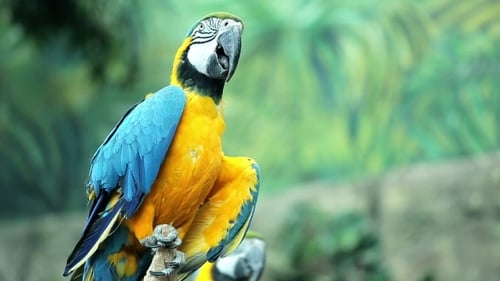 Blauer und gelber Ara ruht