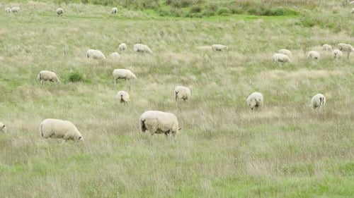Schafe fressen in einem Feld aus hohem Gras