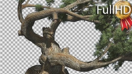 Animated Pine Tree with Wind Swaying Branches and Alpha Channel
