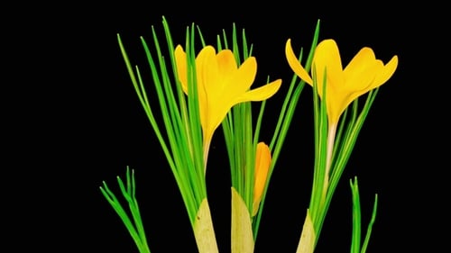 Blooming Yellow Flowers with Green Stems on Black
