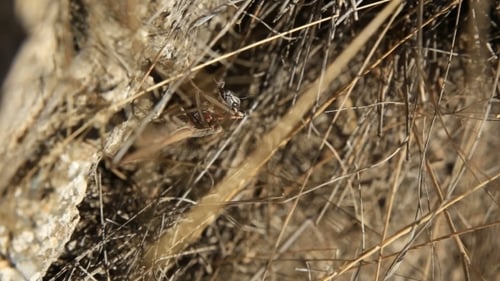 Close Up View of Insect in Natural Habitat