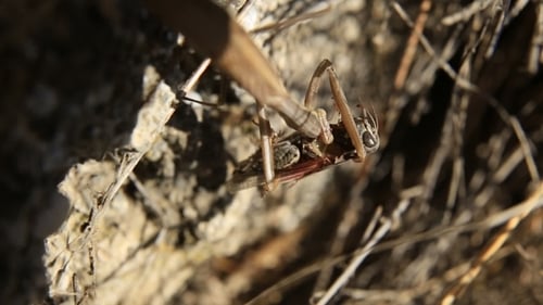Close-Up of Grasshopper Resting on Rock