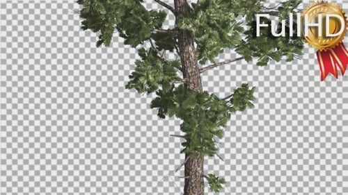 Sample Conifer Pinophyta Trunk and Branches