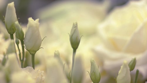 Weiße Rosen