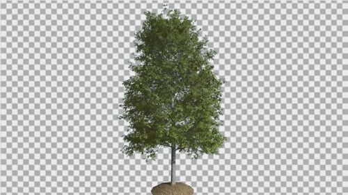 Shingle Oak Tree is Swaying at the Wind Green