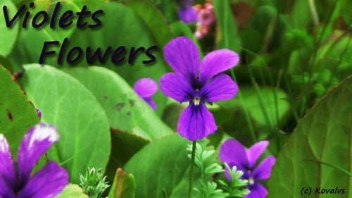 Close Up Of Purple Violets In Bloom