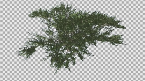 Animated Green Bush Swaying in Wind with Alpha Channel