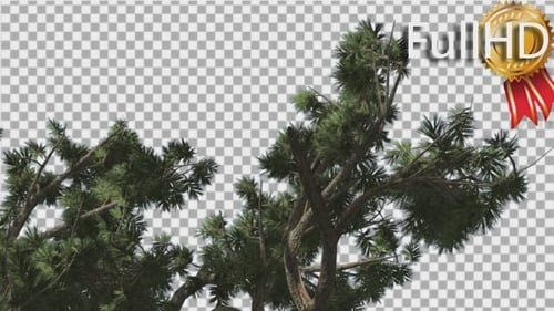 Animated Pine Trees Blowing in the Wind with Alpha Channel