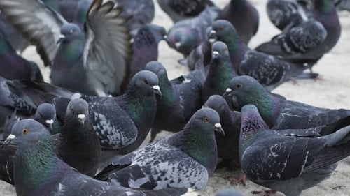 Pigeons Waiting For Feed At Street