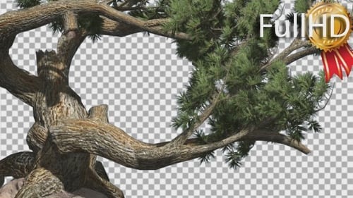 Jeffrey Pine gebogener Baum Pinus Jeffreyi