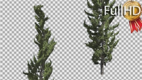 Hollywood Juniper Two Thin Coniferous Evergreen